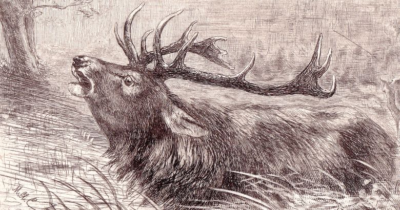 Jagdeinladungen bei Huber & Lerner